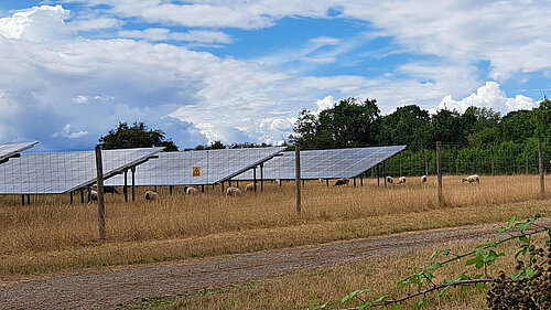 Sheep and solar panels